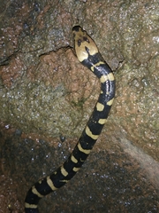 Homalopsis buccata