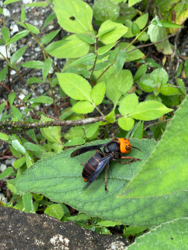 Asian Giant Hornet