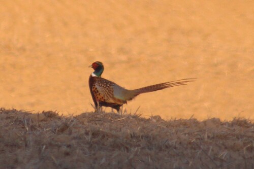 Ring-necked Pheasant