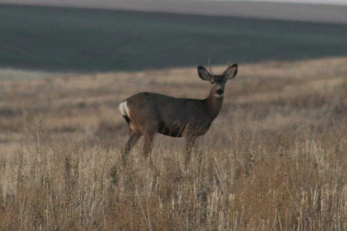 Rocky Mountain Mule Deer