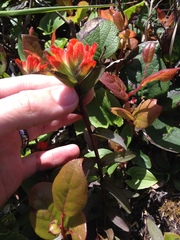 Castilleja litoralis