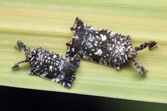 Elasmoscelis perforata