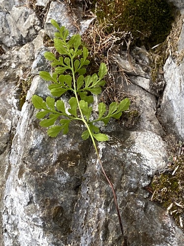 Cryptogramma stelleri iNat (3)