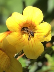 Apis mellifera