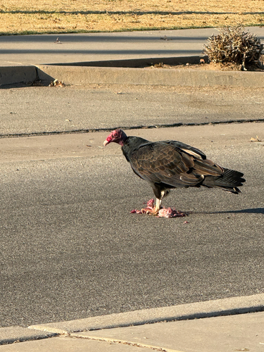 Turkey Vulture