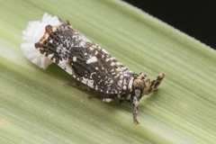 Elasmoscelis perforata