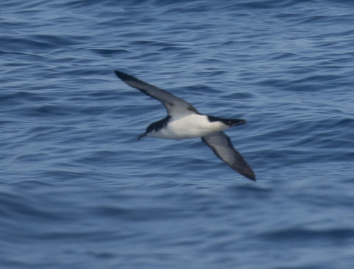 Puffinus auricularis observed 2026-10-01