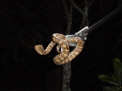 Craspedocephalus puniceus