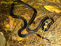 Calliophis intestinalis