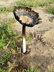 Coprinus calyptratus