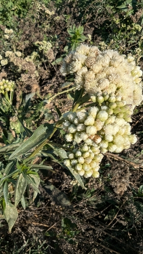 Baccharis douglasii, 2026-10-08