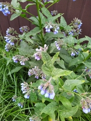 Symphytum caucasicum