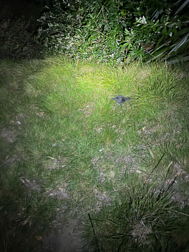 iNaturalist image