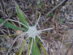 Hymenocallis howardii