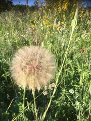 Tragopogon eriospermus