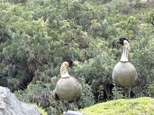 Branta sandvicensis observed 2026-10-08