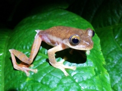 Rhacophorus margaritifer