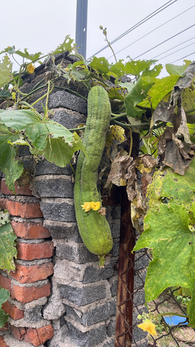 Luffa aegyptiaca observed 2026-10-09