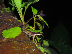Odorrana hosii