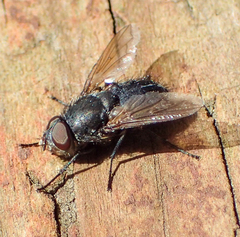 Pollenia angustigena