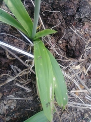 Hymenocallis howardii