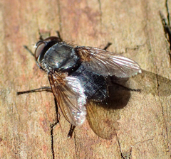 Pollenia angustigena