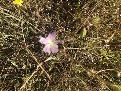 Sidalcea diploscypha