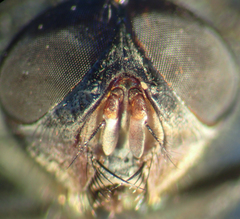 Pollenia angustigena