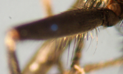 Pollenia angustigena