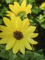 Helianthus debilis image