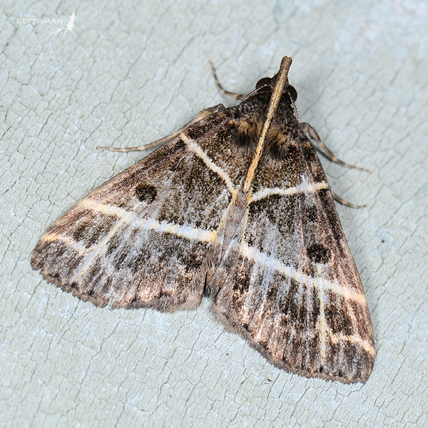 Litter Moths (Brandeis University Species) · iNaturalist
