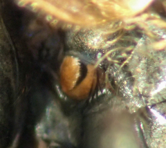 Pollenia angustigena