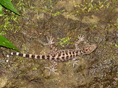 Cyrtodactylus marmoratus