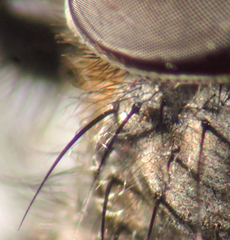 Pollenia angustigena