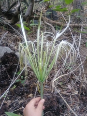 Hymenocallis howardii