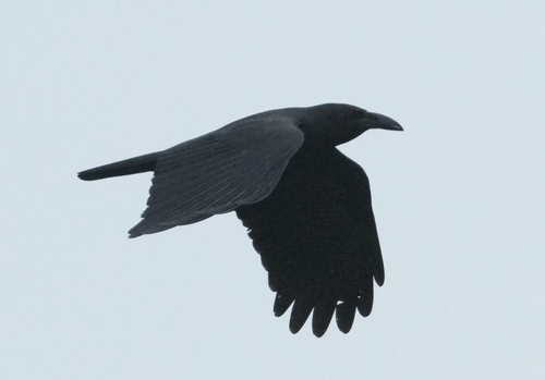 Corvus enca observed 2026-10-08