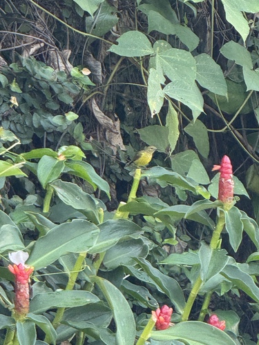 Brown-throated Sunbird