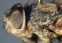 Pollenia angustigena