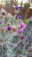 Cirsium rhaphilepis