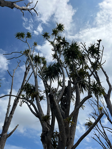 Dracaena konaensis observed 2026-10-08