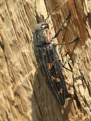 Buprestis nuttalli