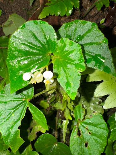 Begonia hirtella observed 2026-10-08