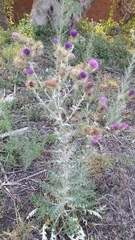 Cirsium rhaphilepis