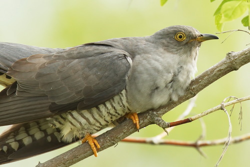 Cuco común (Cuculus canorus)