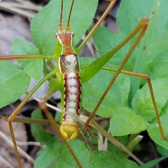 Obolopteryx catinata