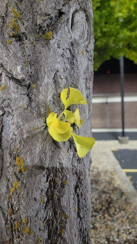 ginkgo