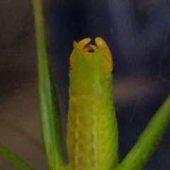 Obolopteryx catinata