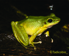 Odorrana hosii