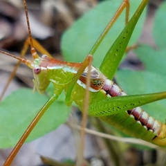 Obolopteryx catinata