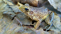 Pulchrana baramica